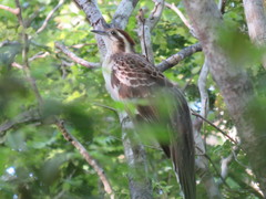 Dromococcyx phasianellus