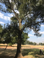 Casuarina cunninghamiana