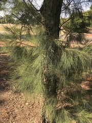 Casuarina cunninghamiana