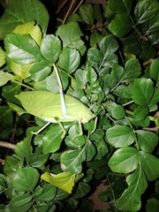 Zabalius ophthalmicus