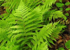 Athyrium