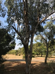 Eucalyptus