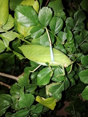 Zabalius ophthalmicus