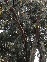 Eucalyptus