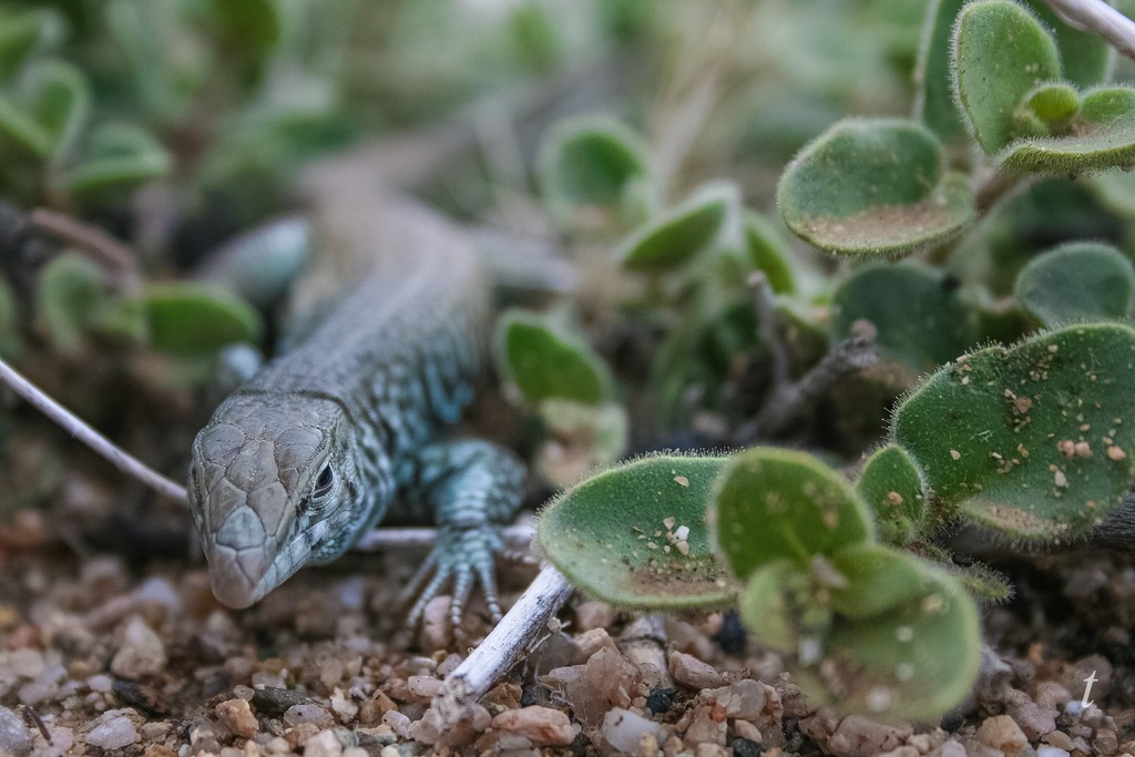 Western Whiptail from San Bernardino County, CA, USA on April 8, 2016 ...