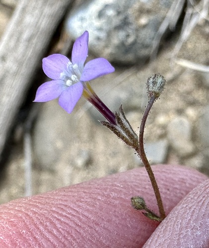 Image of Gilia sinuata by (c) Henrik Kibak, some rights reserved (CC BY)