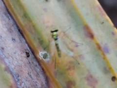 Amblypsilopus psittacinus