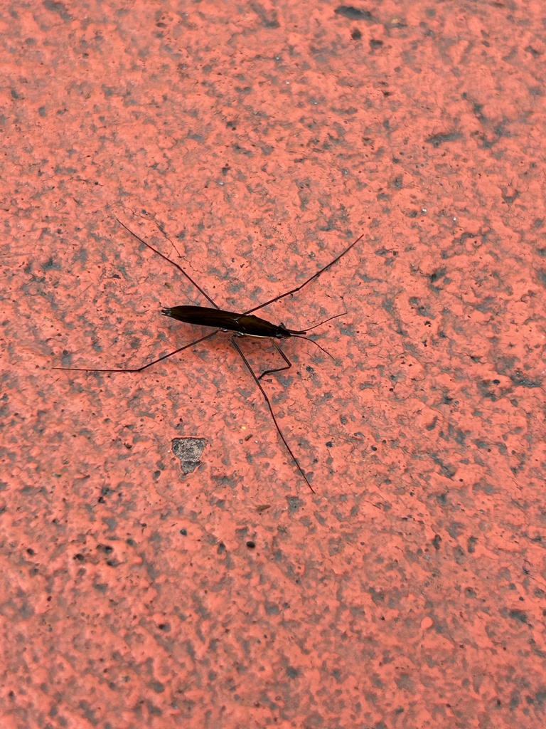 Skator Insect Kayak Pond Skater from Minnesota Zoo, Apple Valley, MN, US on July 5 ...