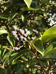 Ligustrum lucidum