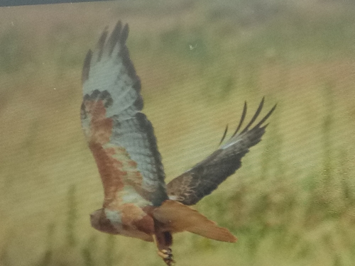 Atlas Long-legged Buzzard
