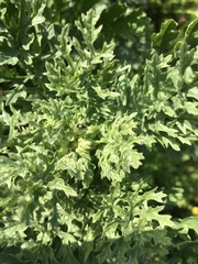 Brassicogethes aeneus