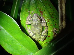 Kurixalus eiffingeri