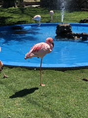 Phoenicopteridae