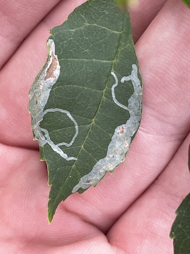 Ash Leaf Cone Roller photo 5