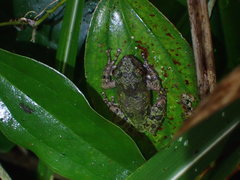 Kurixalus eiffingeri