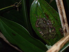 Kurixalus eiffingeri