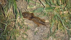 Gryllotalpa vineae