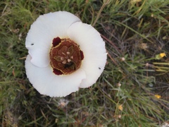 Calochortus vestae