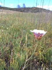 Calochortus vestae