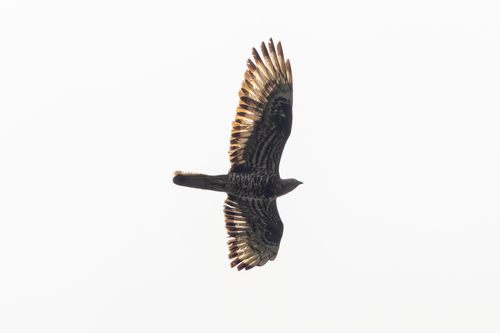 Abejero europeo (Pernis apivorus)