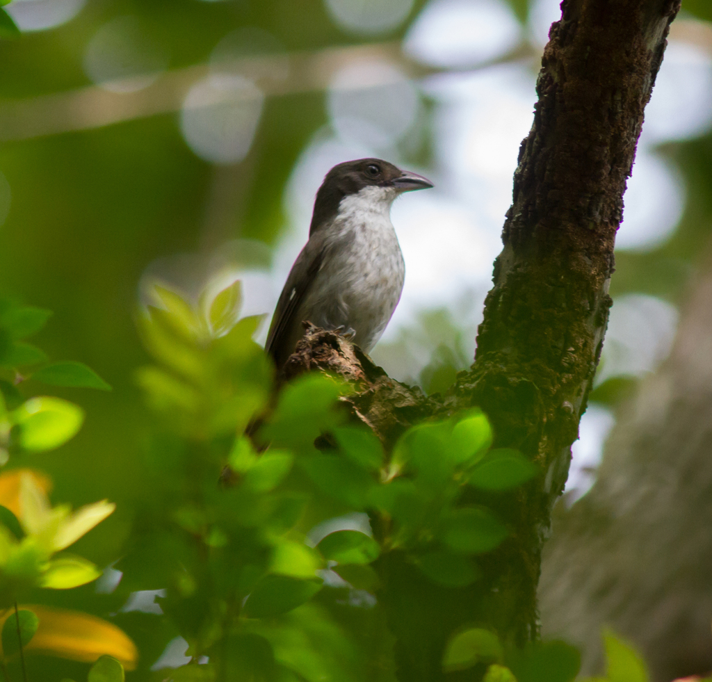 Puerto Rican Tanager