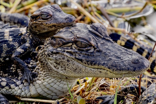 American Alligator photographed in Texas