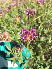 Trifolium obtusiflorum