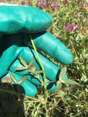 Trifolium obtusiflorum