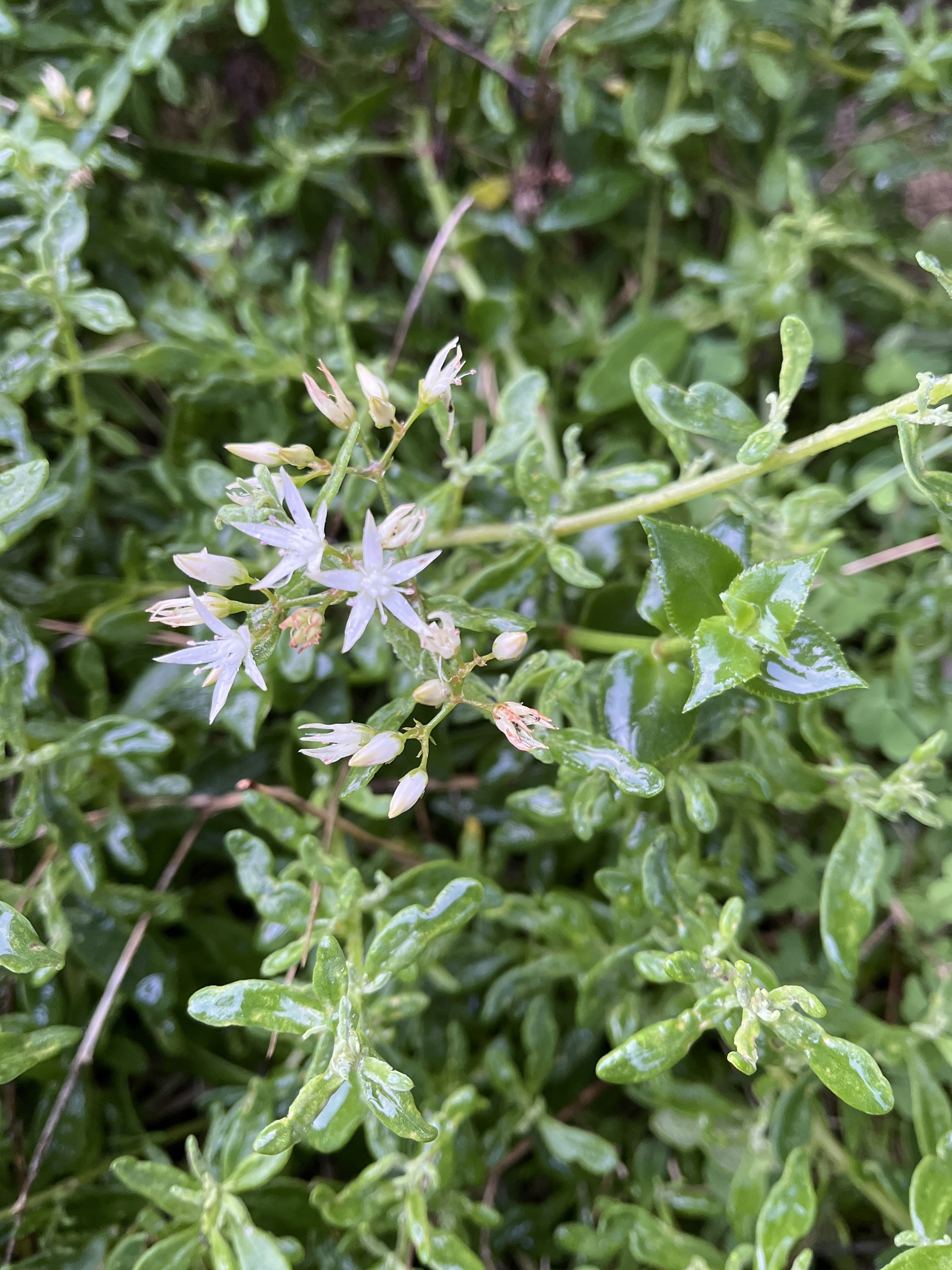 Crassula sarmentosa