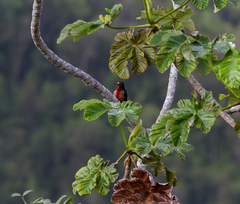 Melanerpes portoricensis