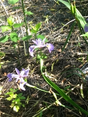 Iris virginica