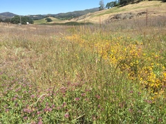 Trifolium obtusiflorum