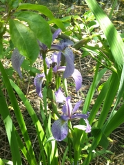 Iris virginica