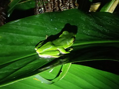 Zhangixalus prasinatus
