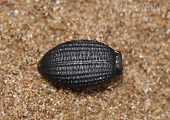 Scotobius muricatus