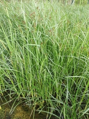 Cyperus longus