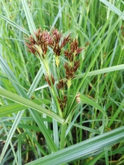 Cyperus longus