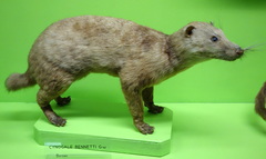 Otter Civet photo 5