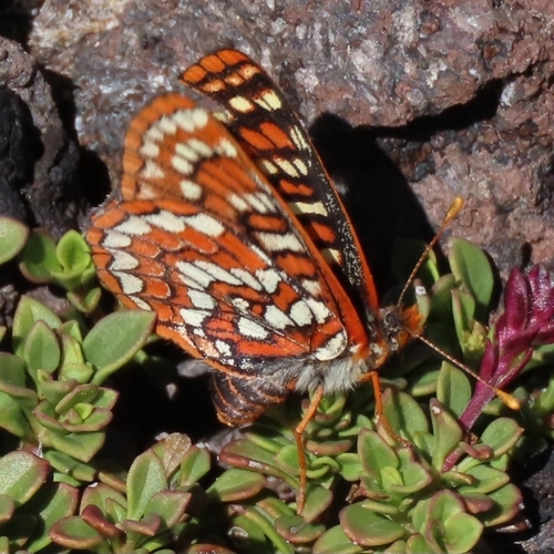 Edith's Checkerspot