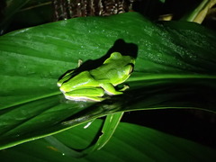Zhangixalus prasinatus