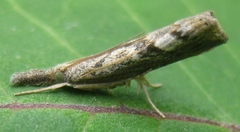 Neodactria zeellus