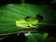 Zhangixalus prasinatus