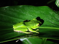 Zhangixalus prasinatus