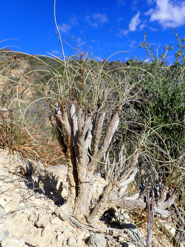 Xerophyta tulearensis