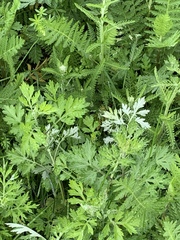 Artemisia vulgaris