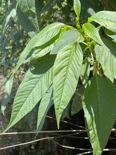 Amaranthus australis, photograph 5