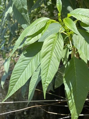 Amaranthus australis, photograph author not stated, no rights reserved