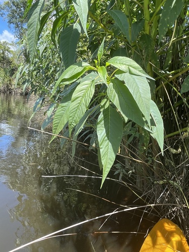 Amaranthus australis, photograph 6
