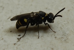 Bembicinae