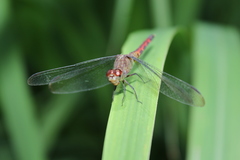 Erythrodiplax fervida